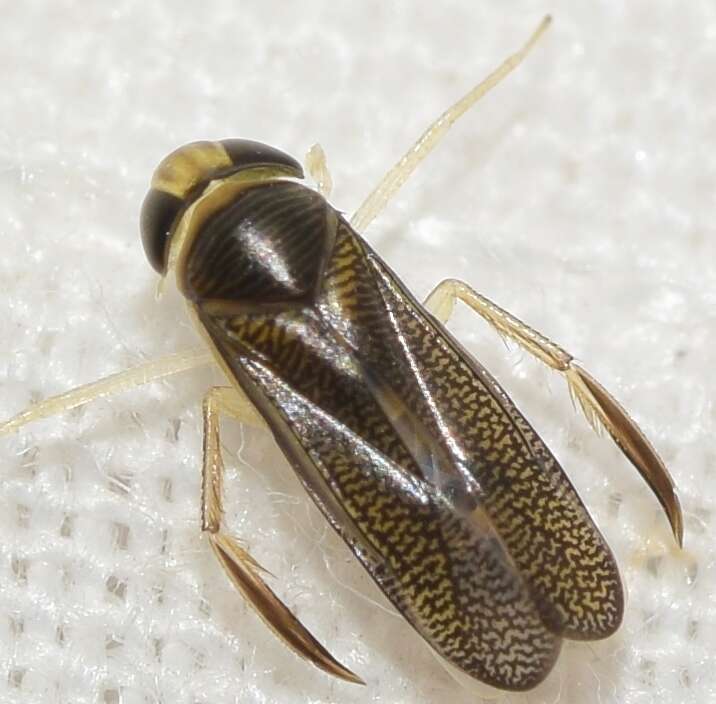 Image of marine water boatman