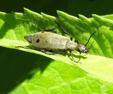 Image of Epicauta (Macrobasis) bipunctata Werner 1958