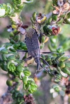 Imagem de Dicranocephalus marginicollis (Puton 1881)