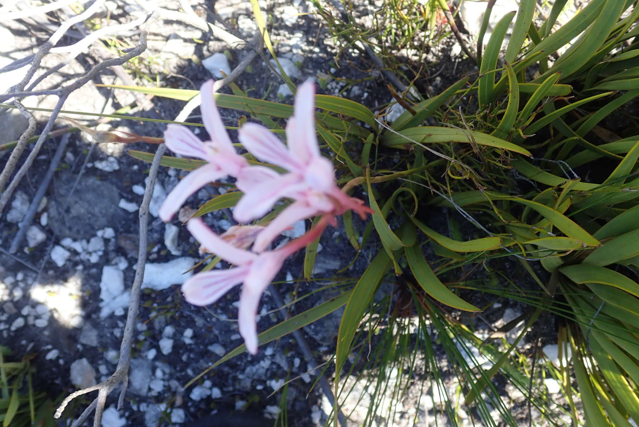 Image de Disa gladioliflora Burch. ex Lindl.