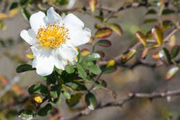 Imagem de Rosa bracteata J. C. Wendl.