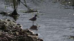 Image of ibisbills