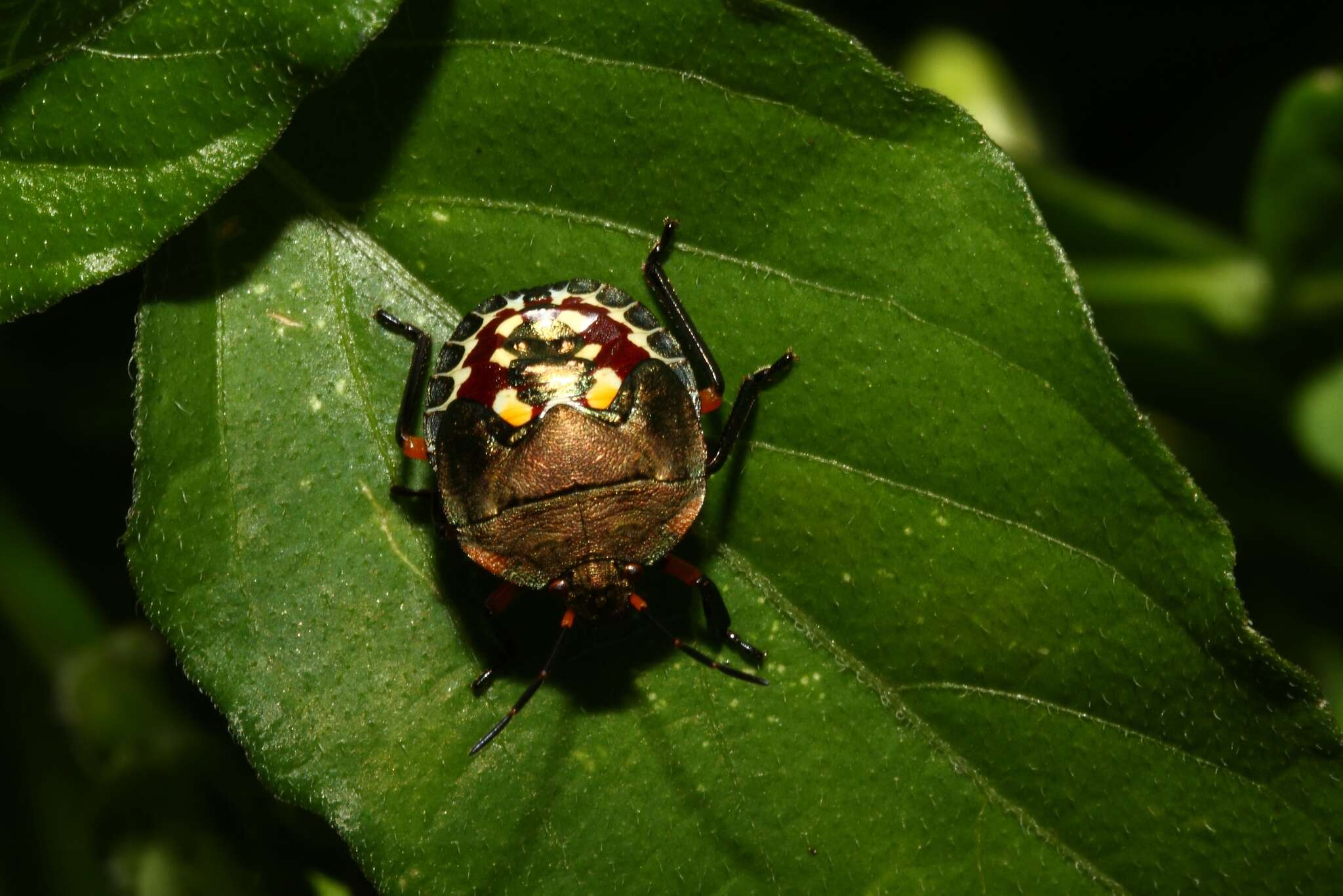 Image of <i>Caura rufiventris</i>