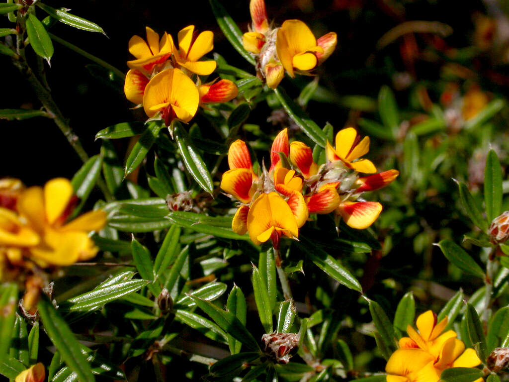 Слика од Pultenaea myrtoides Benth.