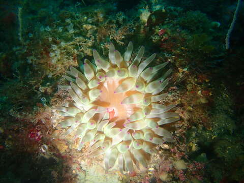 Image of dahlia anemone