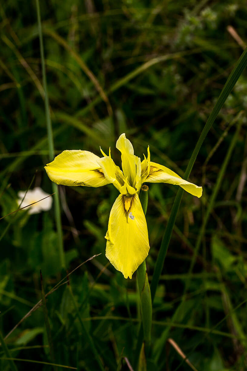 Image of Large yellow moraea