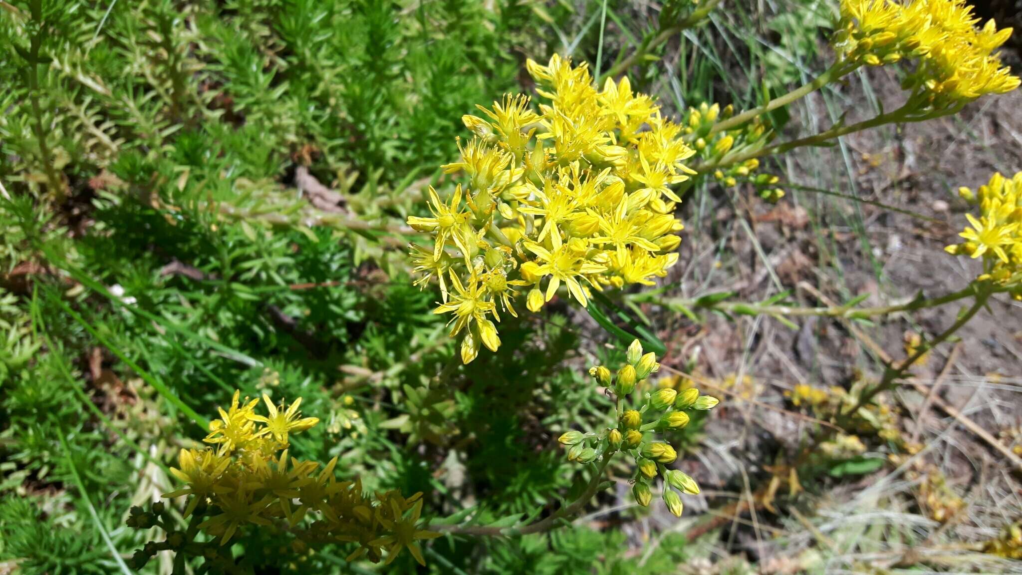 Image of Petrosedum rupestre (L.) P. Heath