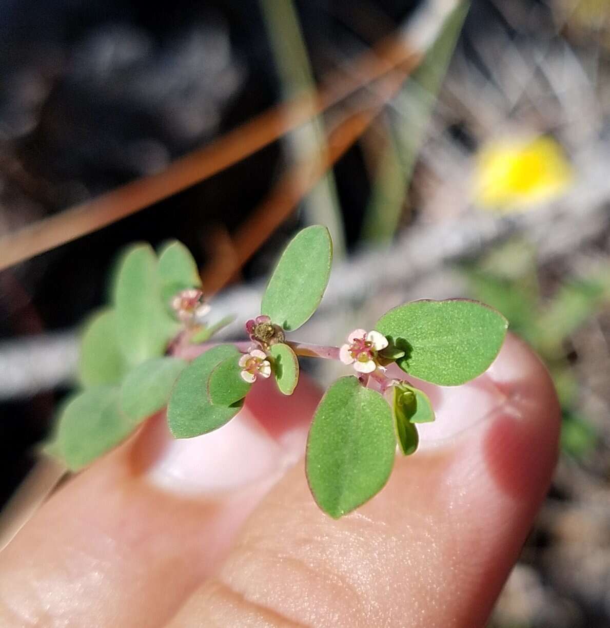 Слика од Euphorbia porteriana (Small) Oudejans