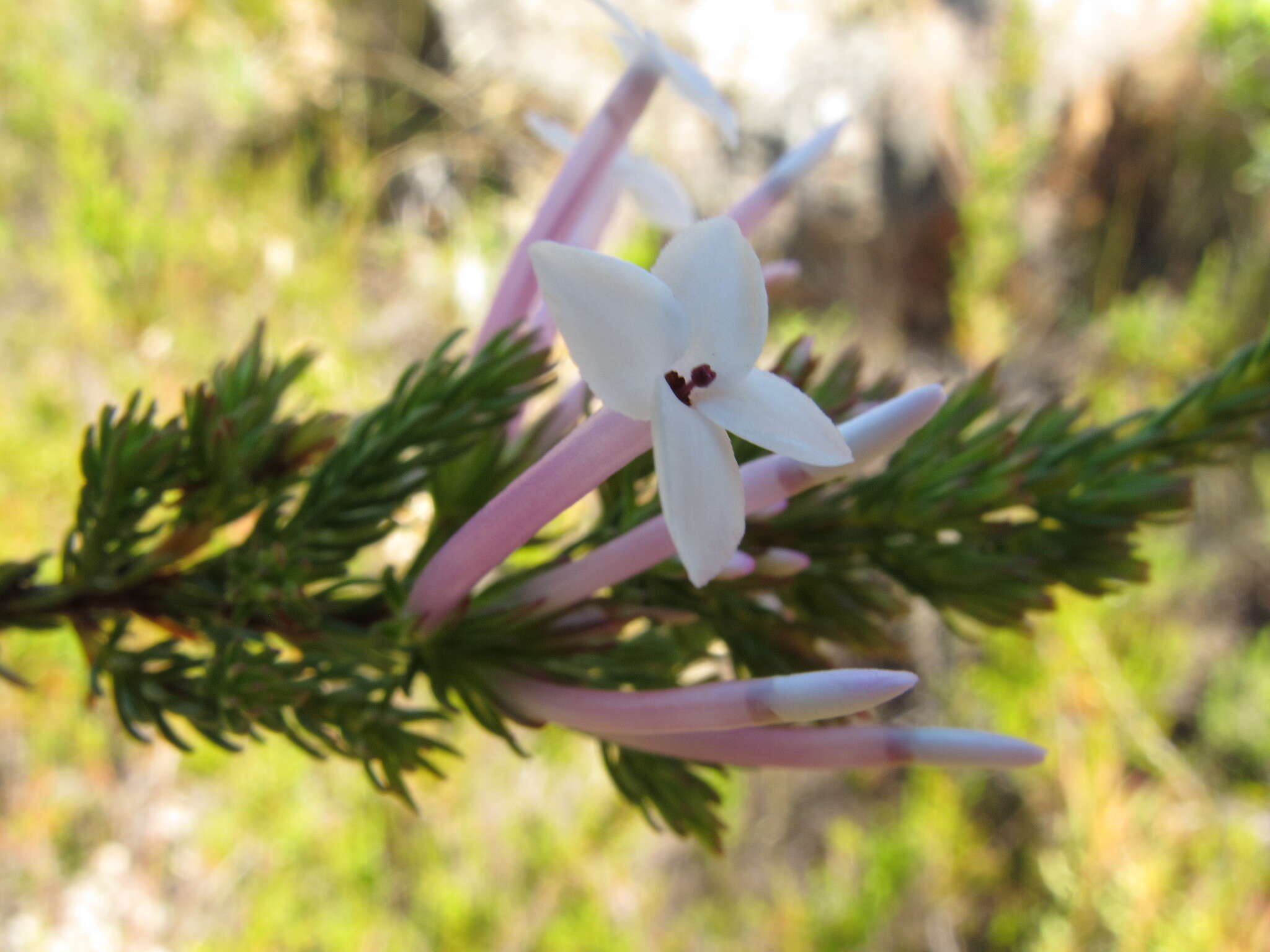 Image of Erica infundibuliformis Bartl.