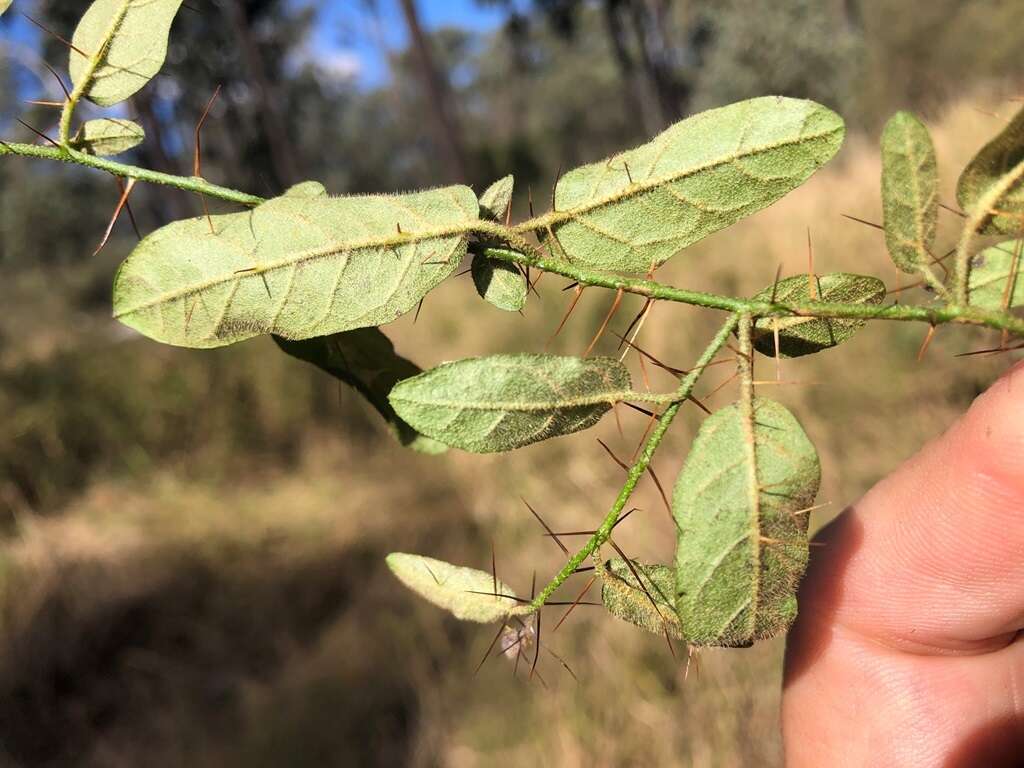 Image of Solanum latens A. R. Bean