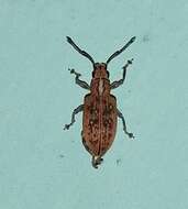 Image of Myllocerus (Myllocerus) discolor Boheman 1834