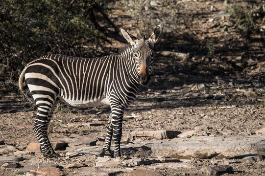 Image of Cape mountain zebra