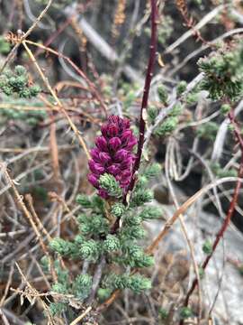 Image of Myricaria rosea W. W. Sm.