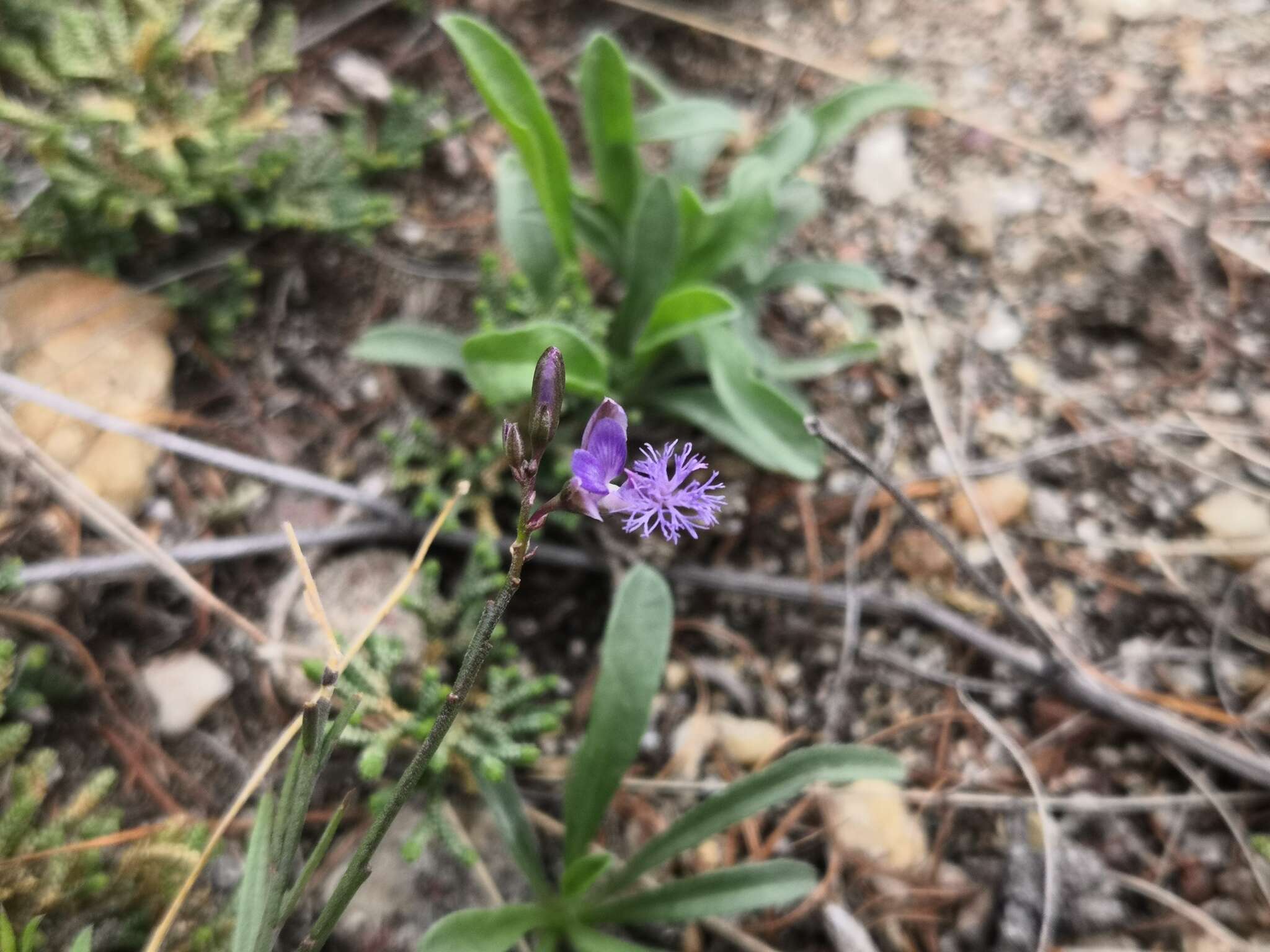 Image of Polygala tenuifolia Willd.