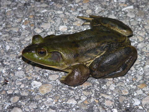 Image of Pig Frog