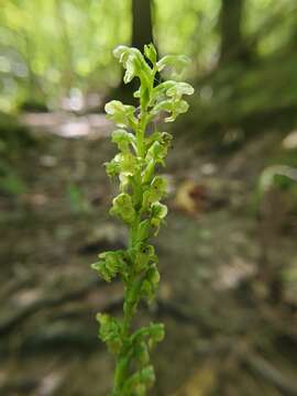 Image of palegreen orchid