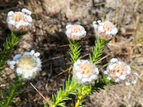 Imagem de Sorocephalus imbricatus (Thunb.) R. Br.