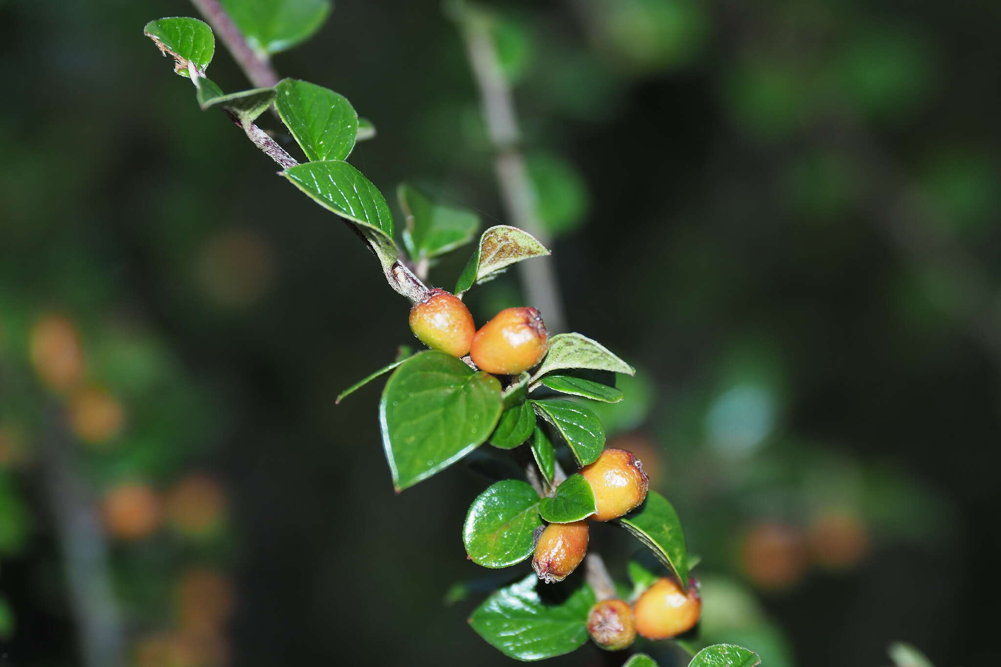 صورة Cotoneaster apiculatus Rehd. & E. H. Wilson