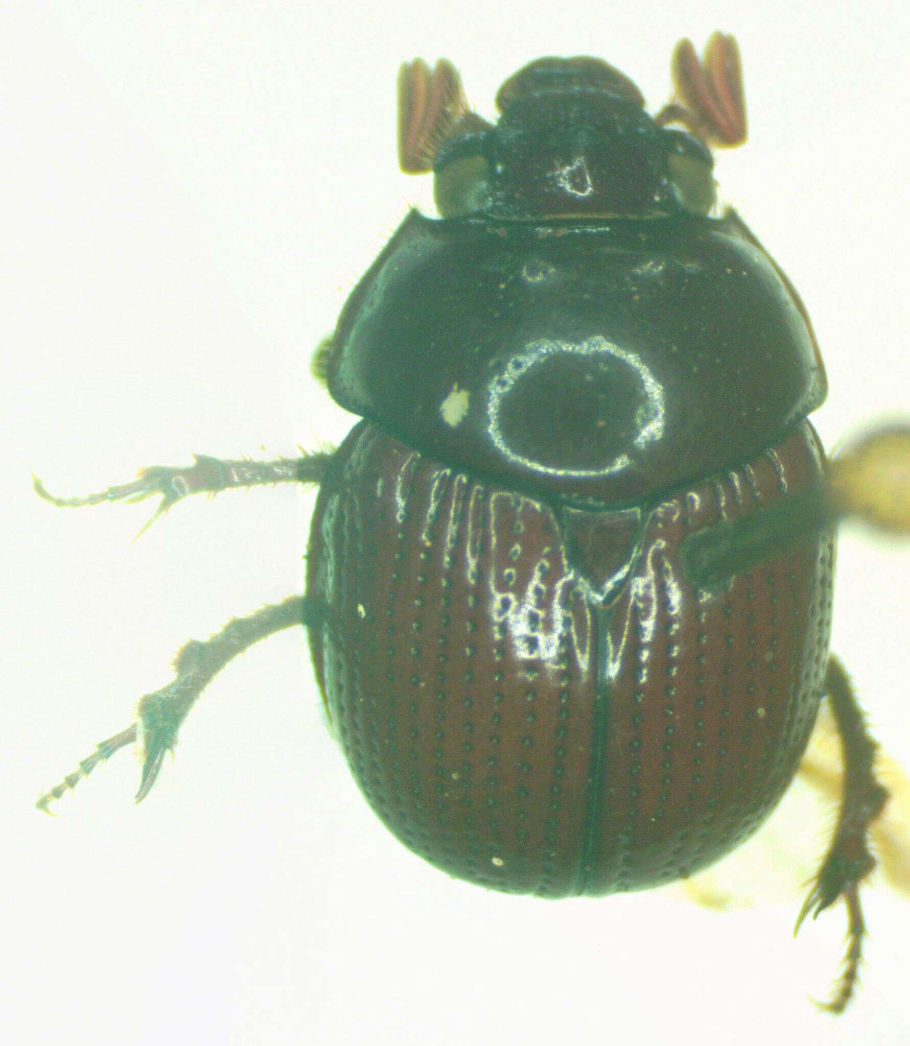 Plancia ëd Bolbelasmus arcuatus (Bates 1887)