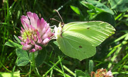 Image of Gonepteryx rhamni (Linnaeus 1758)