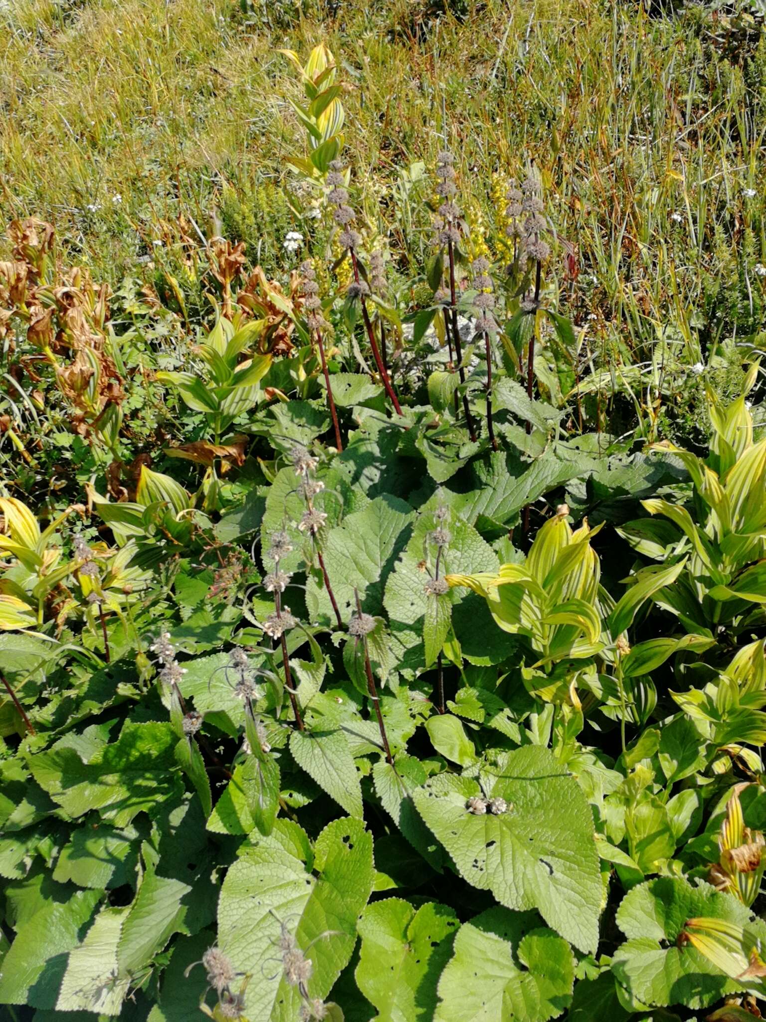 Image of Phlomoides alpina (Pall.) Adylov, Kamelin & Makhm.