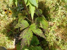 Image of tall thimbleweed