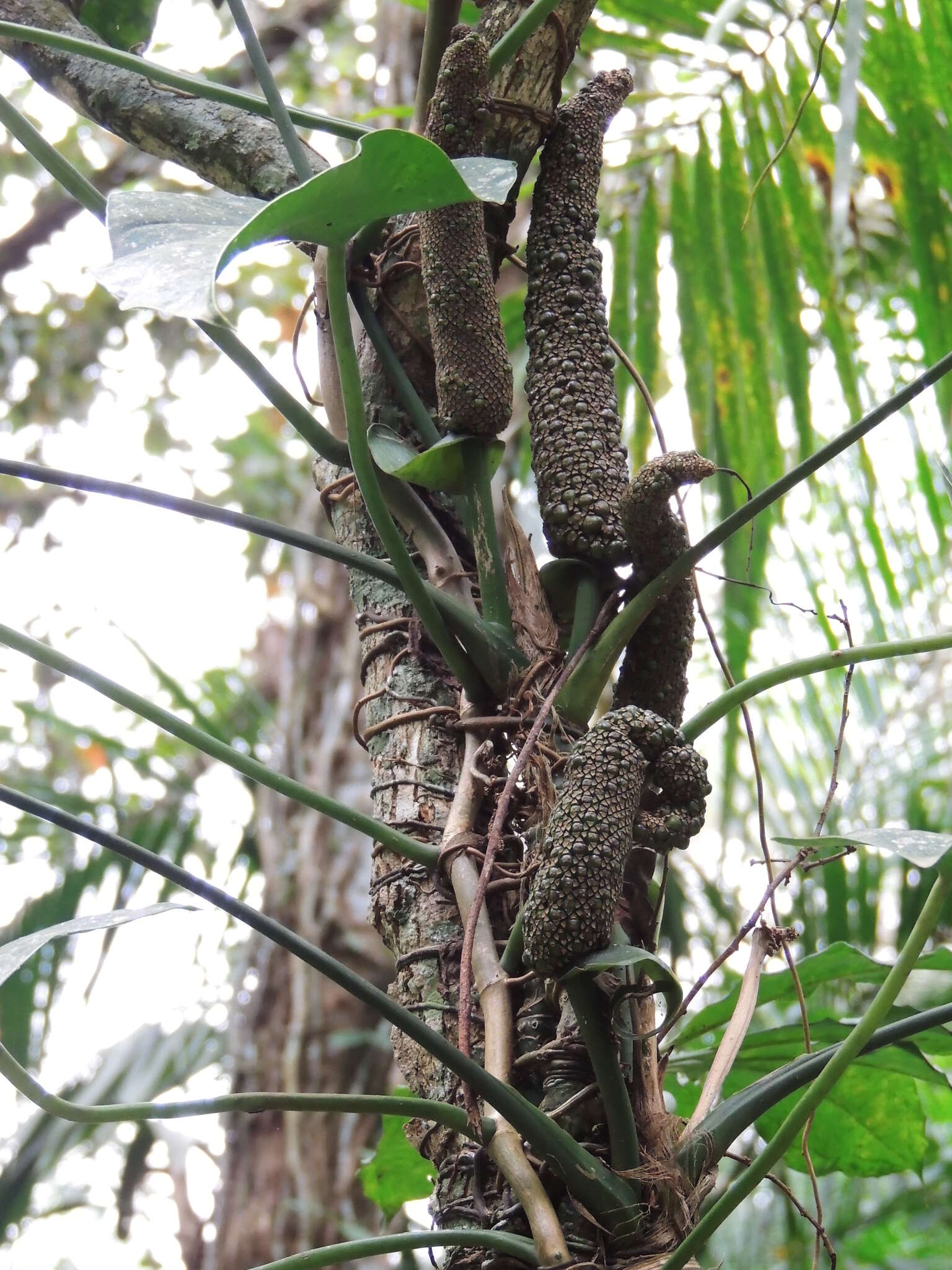 Anthurium pentaphyllum (Aubl.) G. Don的圖片