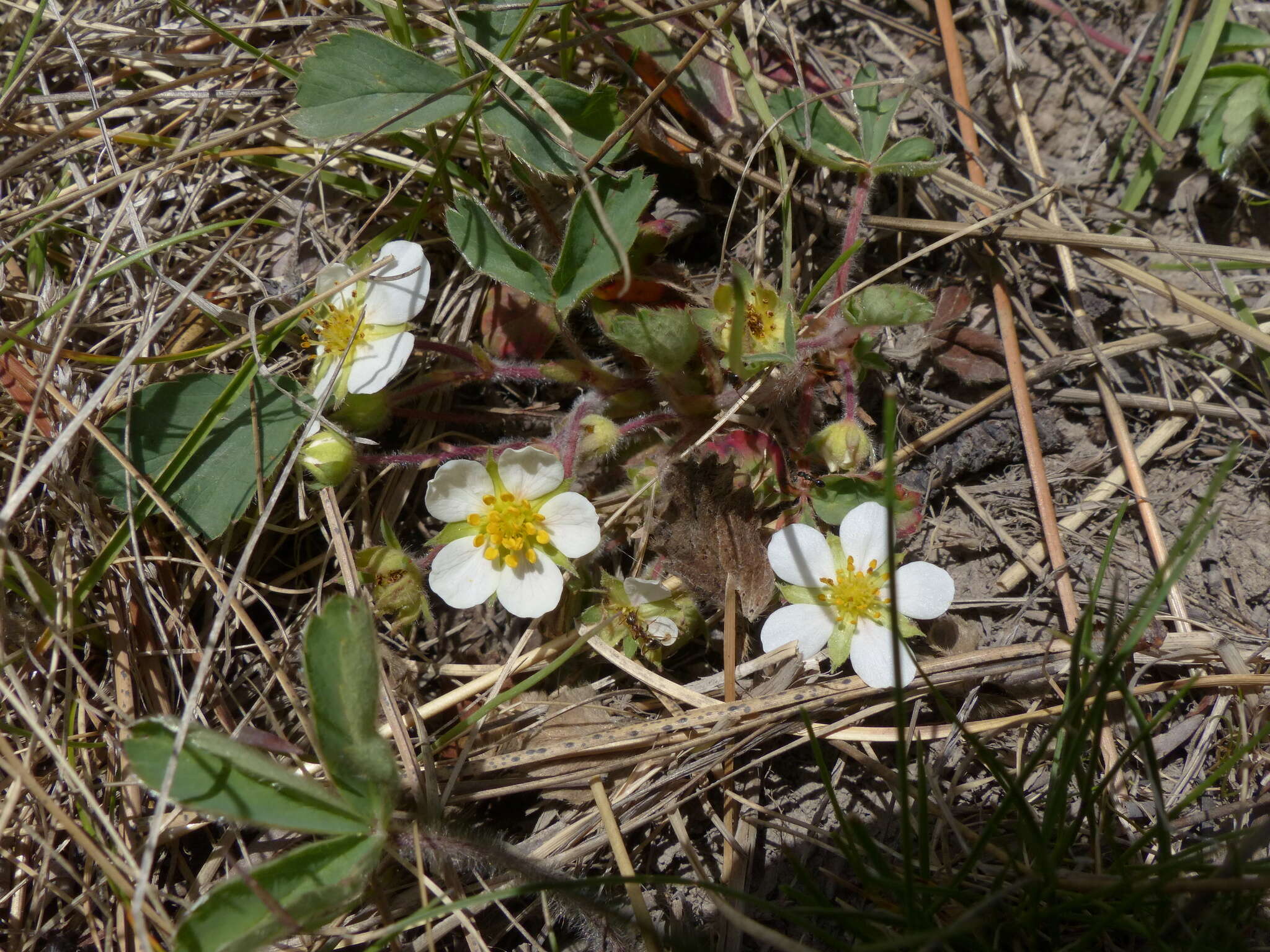 Image of Virginia strawberry