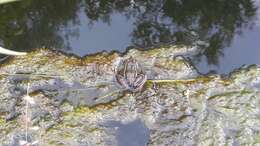 Image of Montezuma Leopard Frog