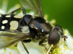 صورة Sericomyia lata (Cqouillett 1907)