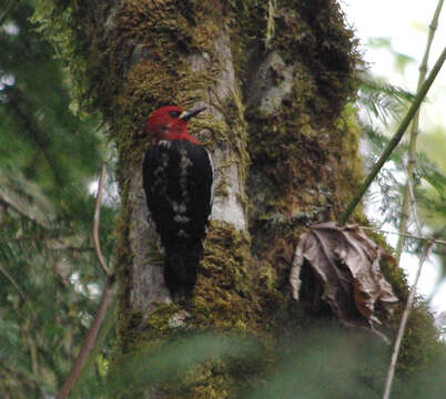 Image of Sapsucker