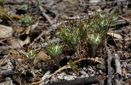 Imagem de Eriastrum abramsii (Elmer) Mason