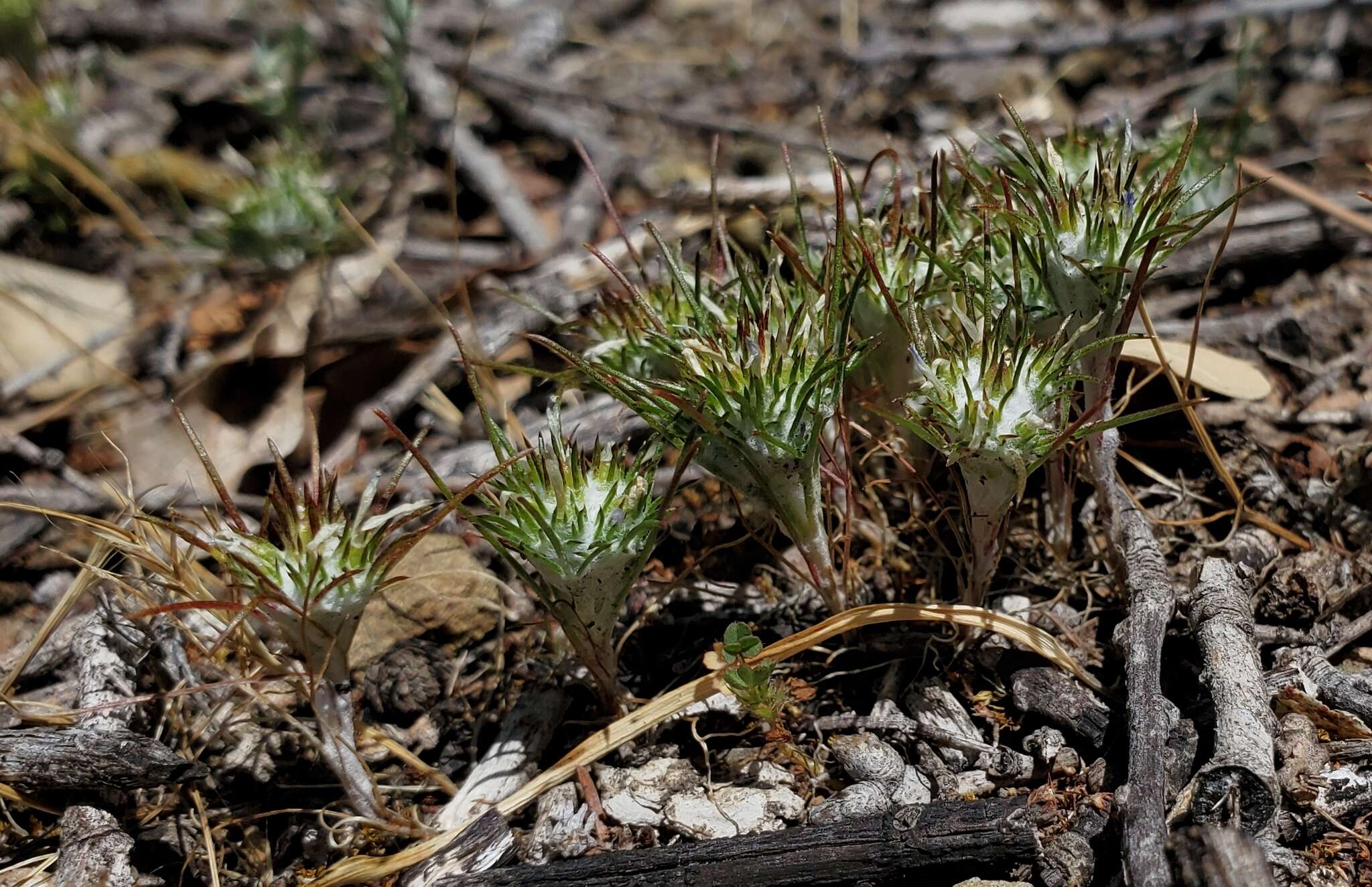 Image de Eriastrum abramsii (Elmer) Mason