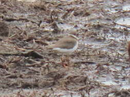 Image of Tundra Ringed Plover