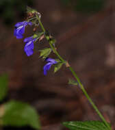 Image of desert indigo sage