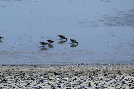 Image of Wilson's Phalarope