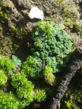 Image of Riccia subbifurca Warnst. ex Croz.