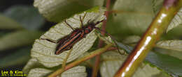 Image of Monkeypod roundheaded borer