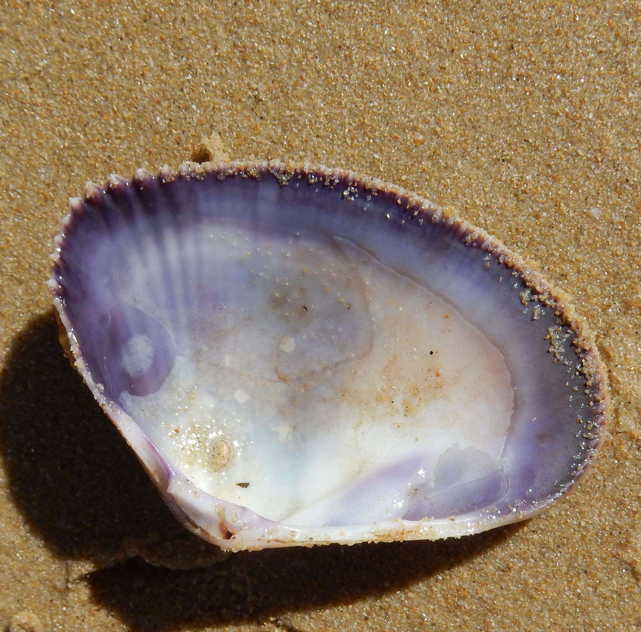 Image of giant South African wedge clam