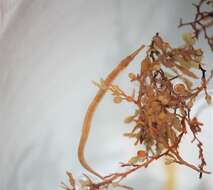 Image of Sargassum Pipefish