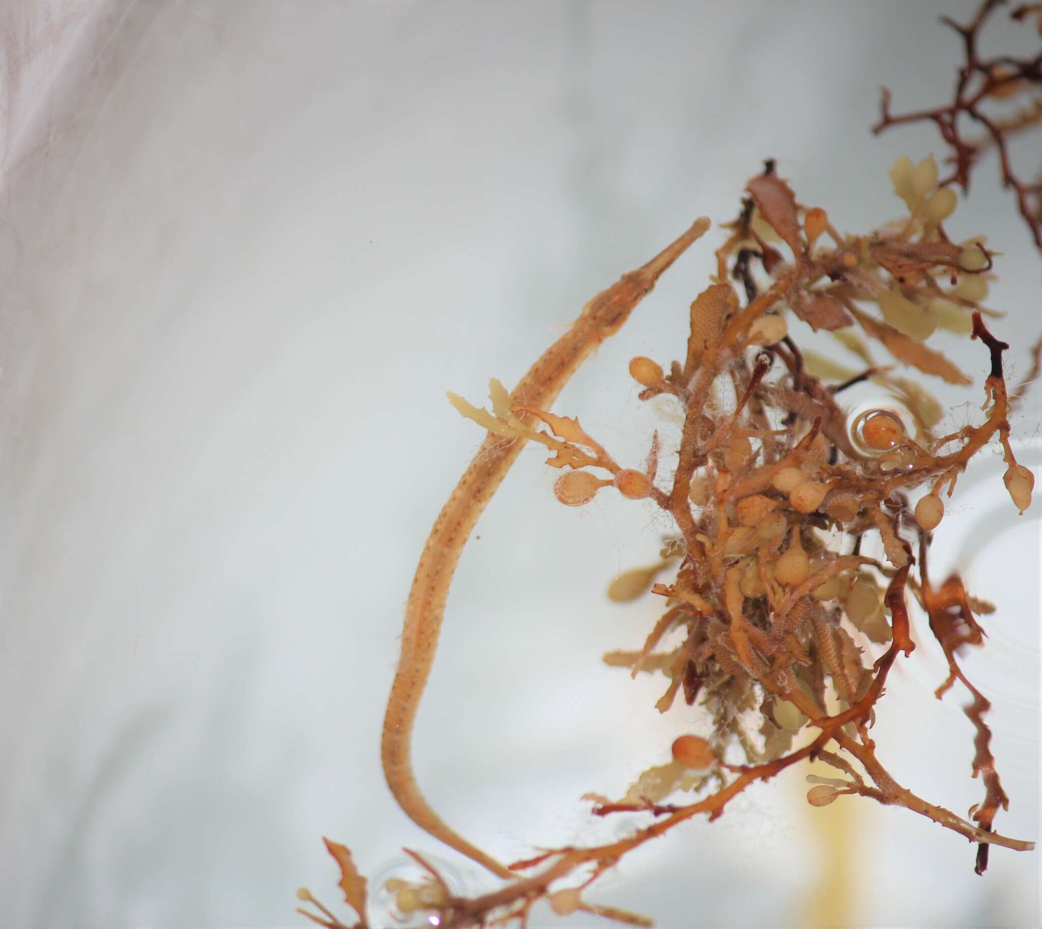 Image of Sargassum Pipefish