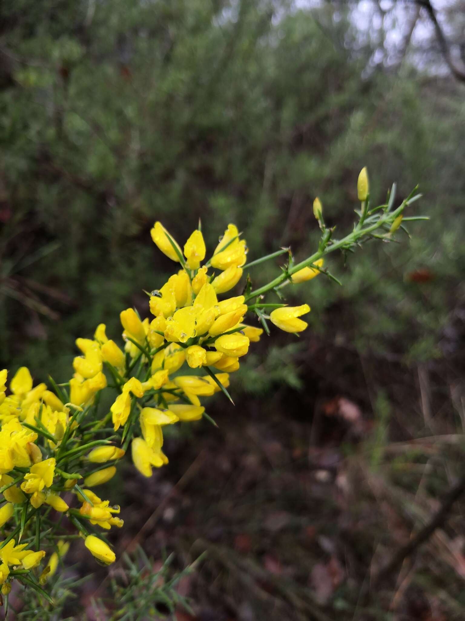 Слика од Ulex parviflorus subsp. parviflorus