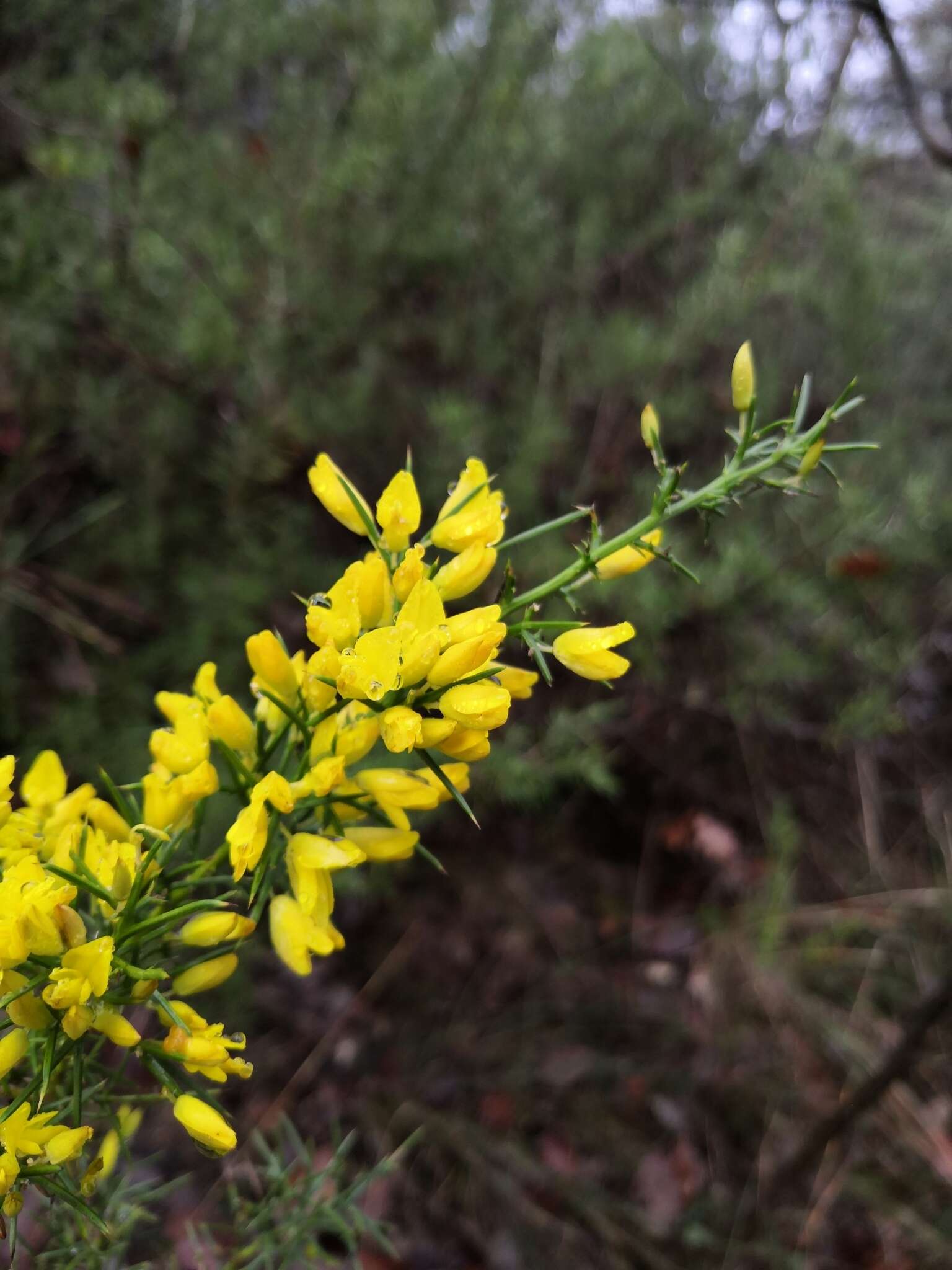 Image of Ulex parviflorus subsp. parviflorus