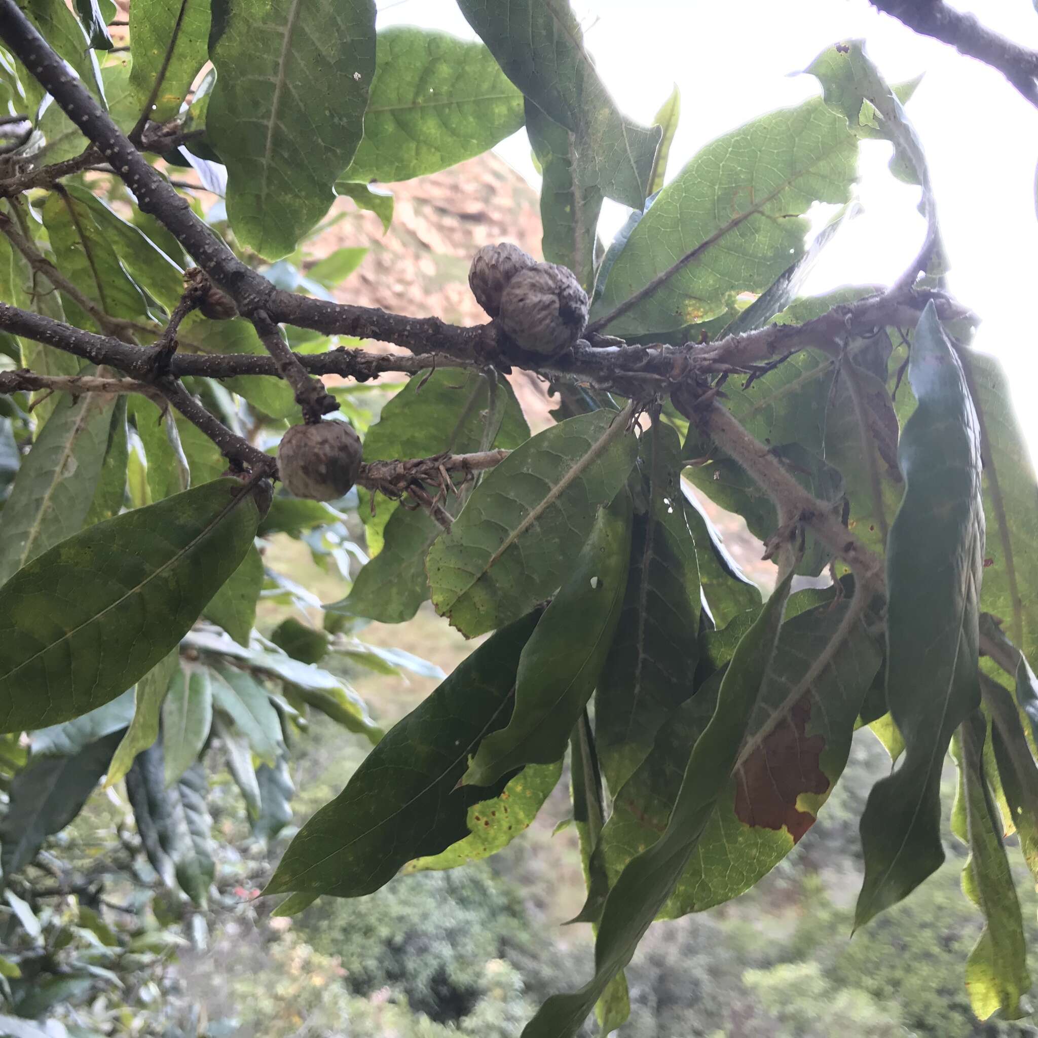 Image of Andean oak