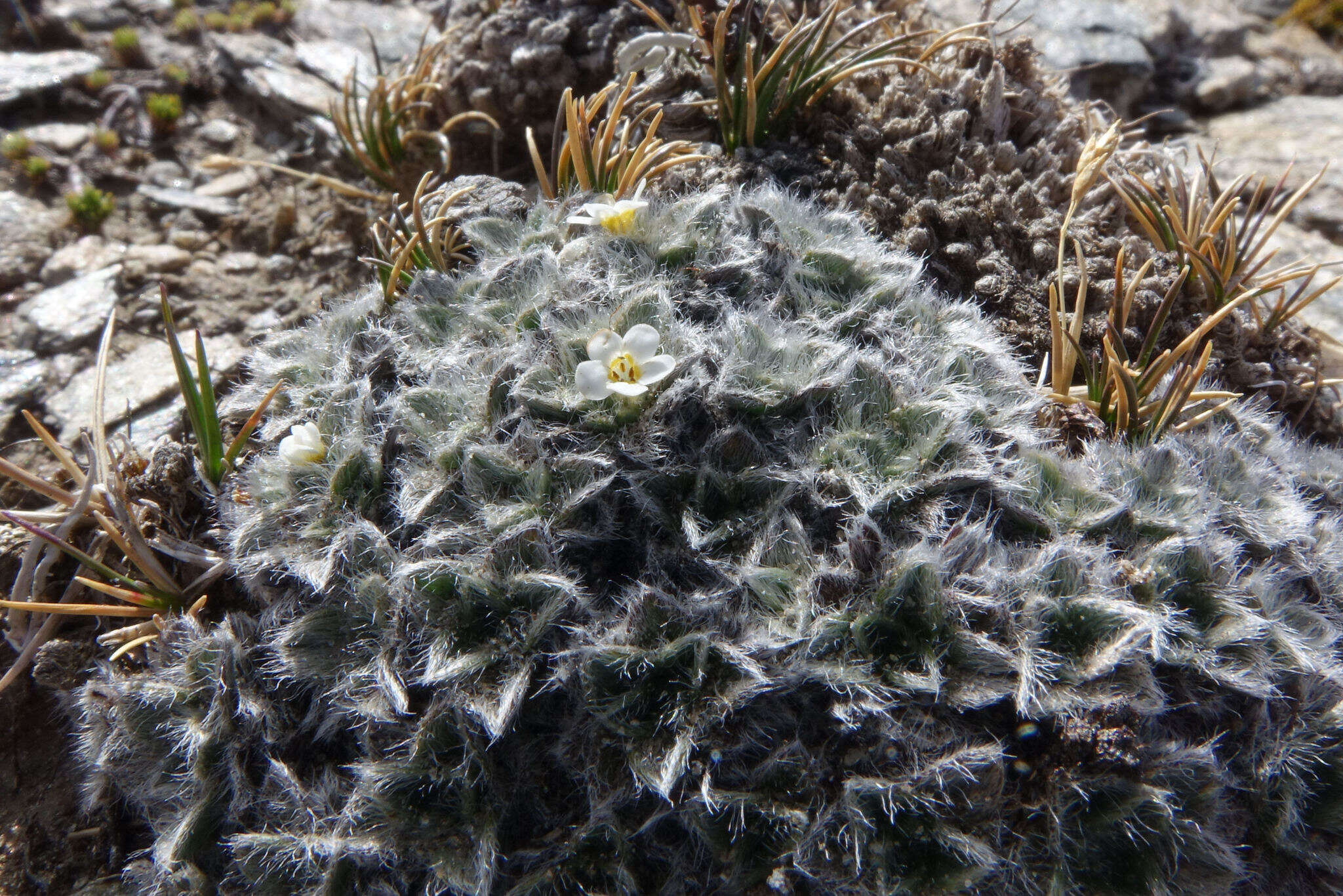 Image of Myosotis pulvinaris Hook. fil.