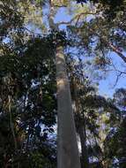 Image of grand eucalyptus