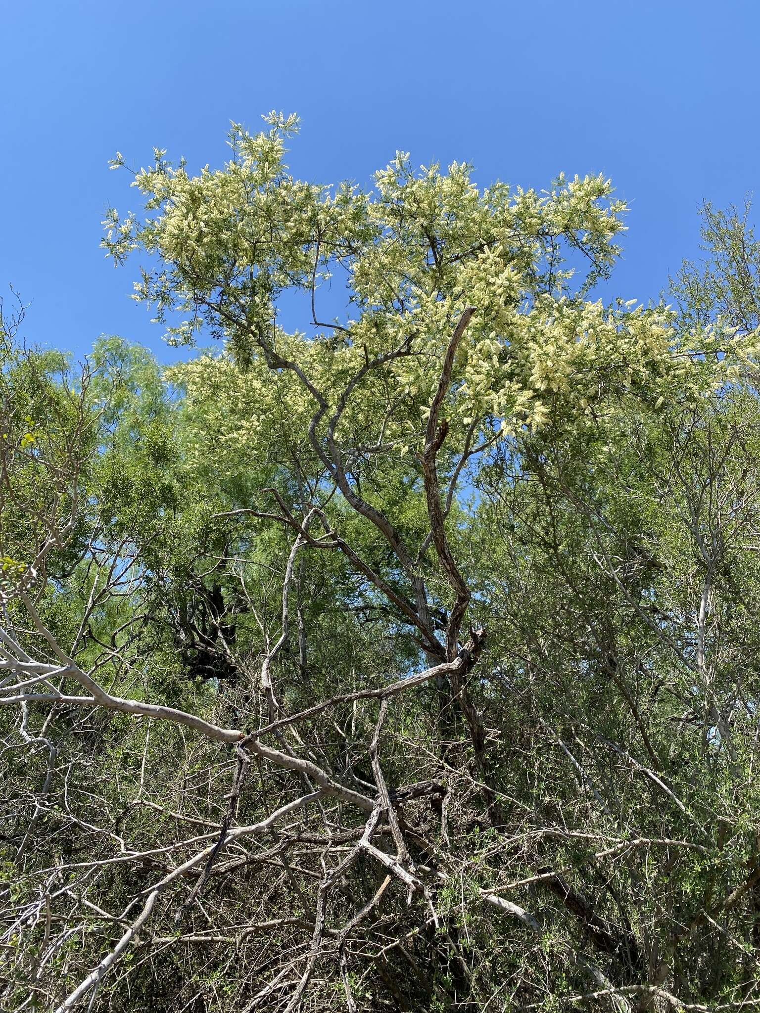 Image of catclaw acacia