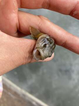 Image of Chaenogobius gulosus (Sauvage 1882)