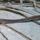 Image of Fringed-lipped snake-eel