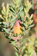 Image of Leucadendron rourkei I. J. M. Williams